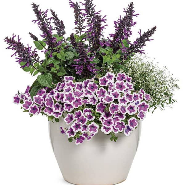 RURUNINA(プロフ必読)１００個 Supertunia® Hoopla™ Vivid Orchid™ Petunia | Proven Winners
