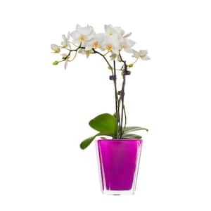White Mini Orchid Plant in Glass Pot