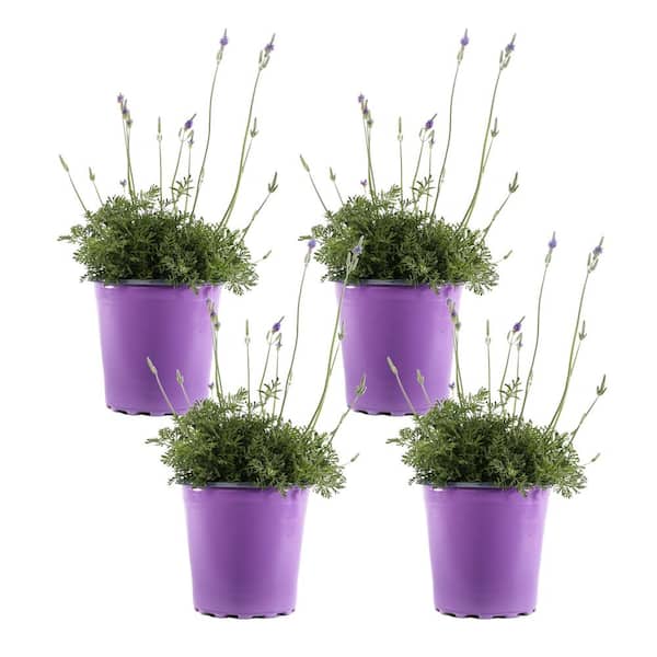 Unbranded 2.5-Qt. #1 English Lavender Plant (4-Pack)