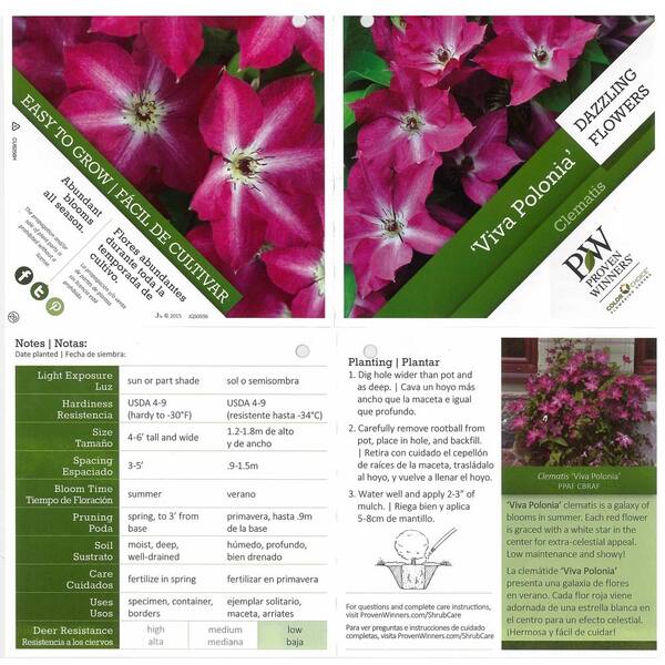 Reviews for PROVEN WINNERS 1 Gal. Viva Polonia (Clematis) Live Shrub,  Purple Flowers with a White Star | Pg 1 - The Home Depot