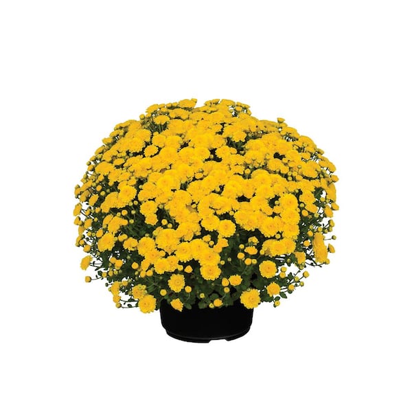 3 qt. Gigi Yellow Mum Perennial Plant (2-Pack) 006475 - The Home Depot