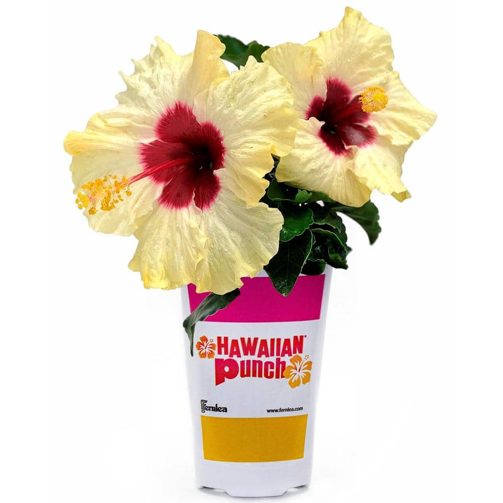 Hawaiian Punch 1 Qt. Hibiscus Flowering Annual Shrub with White