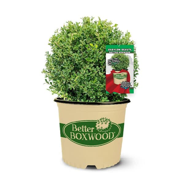 2.5 qt. Babylon Beauty Boxwood, Evergreen Shrub With Glossy Green Foliage