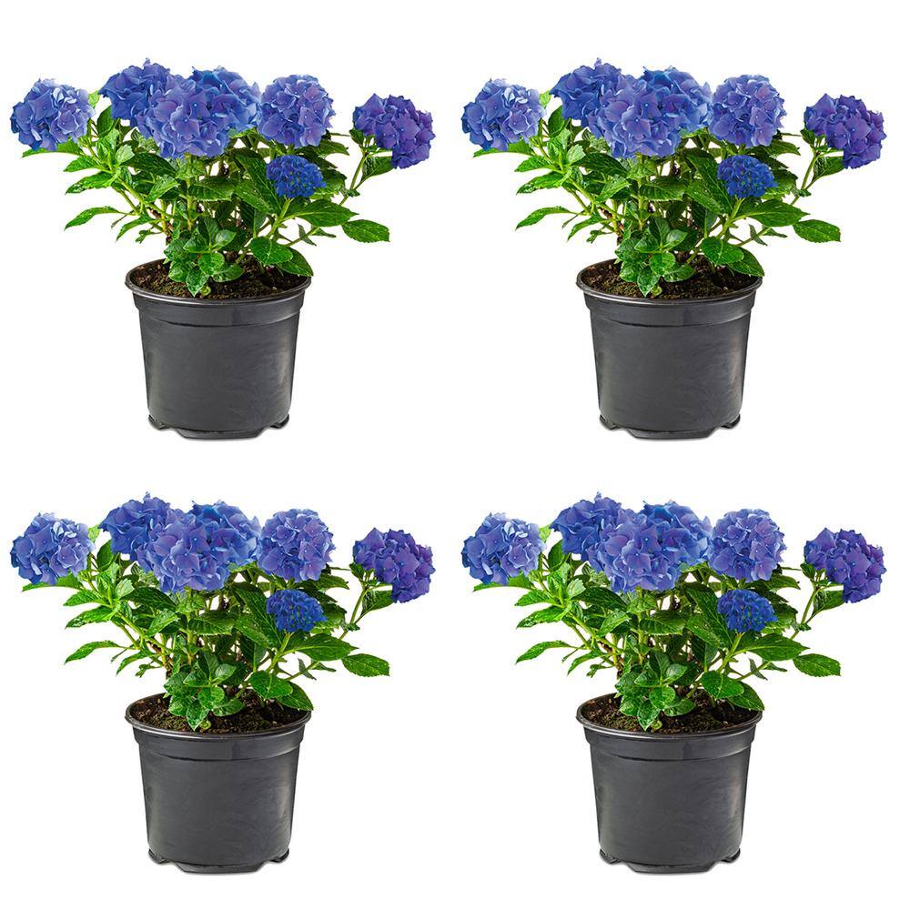 2.5 qt. Perennial Hydrangea macrophylla Blue (4-Pack)