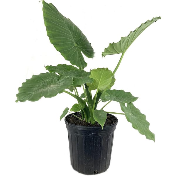 Elephant Ear Alocasia-Live Plant in a 10 in. Pot-Alocasia 'Ordora'-Florist Quality Air Purifying Indoor Plant