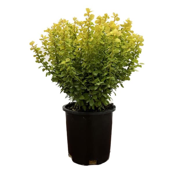 Unbranded 2.5 Qt. Bogozam Barberry Live Shrub with Yellow Foliage