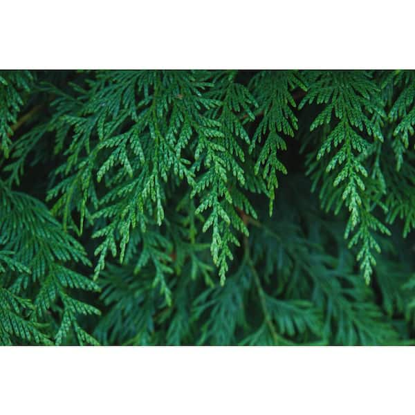 3 Gal. Northern Spire Arborvitae (Thuja Plicata) Live Evergreen Privacy Shrub