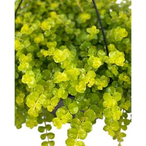 1.8 Gal. Creeping Jenny Lysimachia Plant in 11 In. Hanging Basket