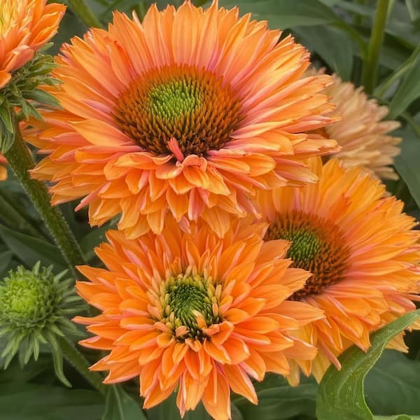 national PLANT NETWORK 3.25 in. Echinacea SunSeekers Pumpkin Pie Perennial Plant with Orange Flowers (3-Pack)