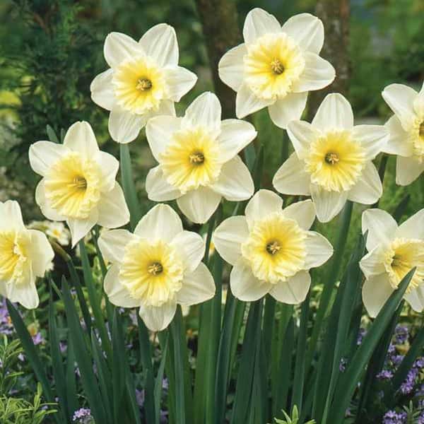 Van Bourgondien Ice Follies Large Cupped Daffodil Bulbs 100-Pack