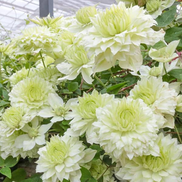 Manju Clematis Vine White Flowering Dormant Bare Root Perennial Starter Plant (1-Pack)