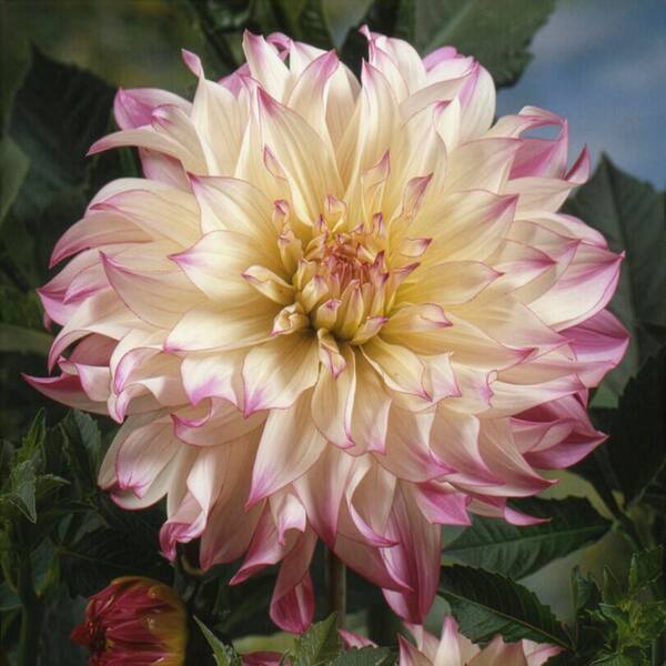 VAN ZYVERDEN Van Zyverden Dahlias Ferncliff Illusion Set of 5
