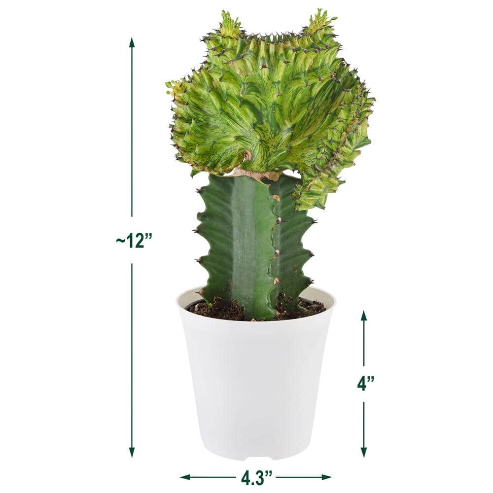 Arcadia Garden Products Live Cactus Plant