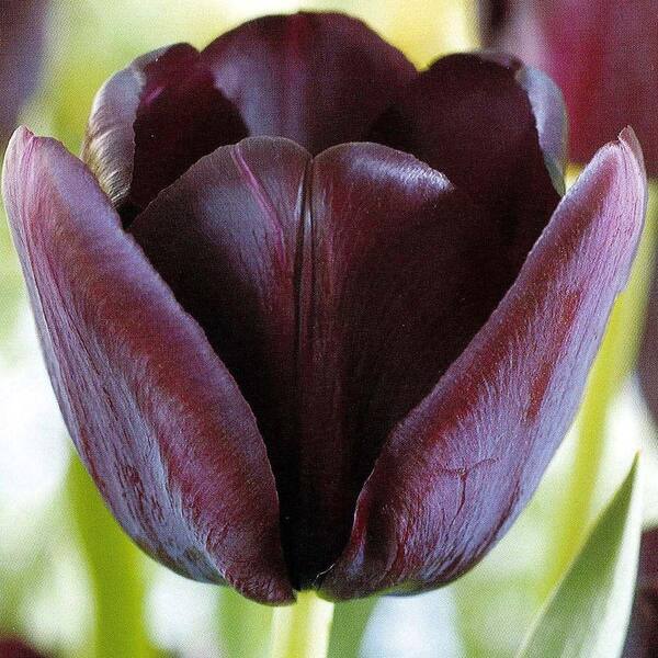 Unbranded Tulip Queen Of Night Dormant Bulbs (20-Pack)