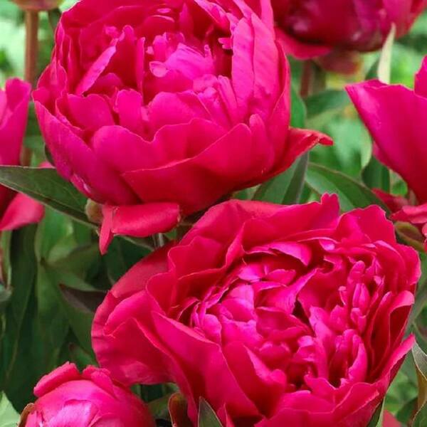 BELL NURSERY 2 Gal. Karl Rosenfield Peony (Paeonia) Live BELL NURSERY 2 Gal. Karl Rosenfield Peony (Paeonia) Live