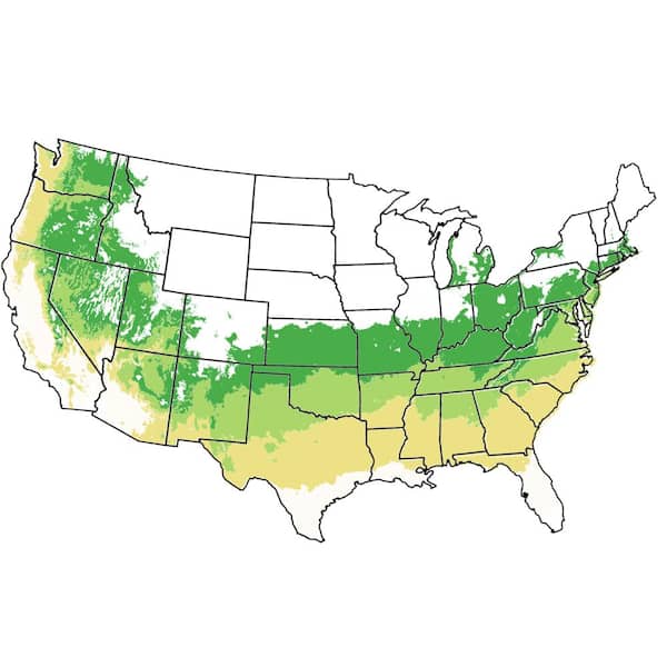 5 Gal. Au Cherry Plum Tree