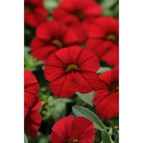 Pure Beauty Farms 4.73L. Petunia Limbo Gp Red Picotee Flower 10 in. Hanging Basket