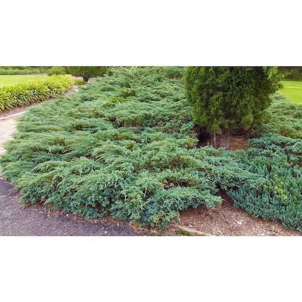 1 Gal. Blue Rug Juniper Shrub Unique Blue Evergreen Ground Cover Shrub, Drought Tolerant