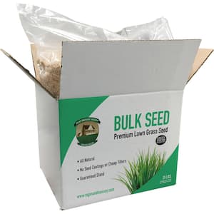 teff grass seed