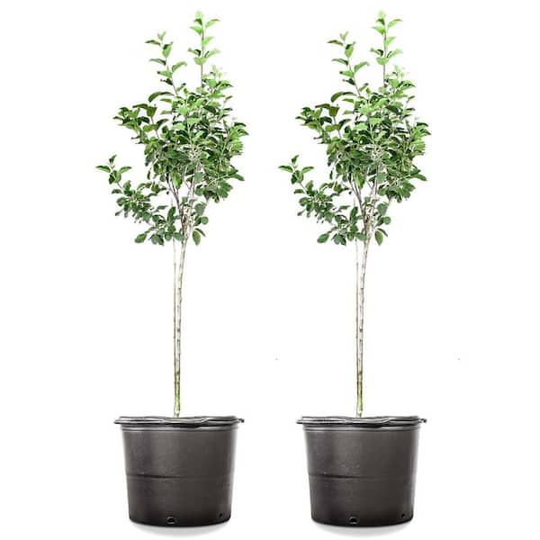 1 Gal. Fuji Deciduous Apple Tree APPFUJ01G - The Home Depot