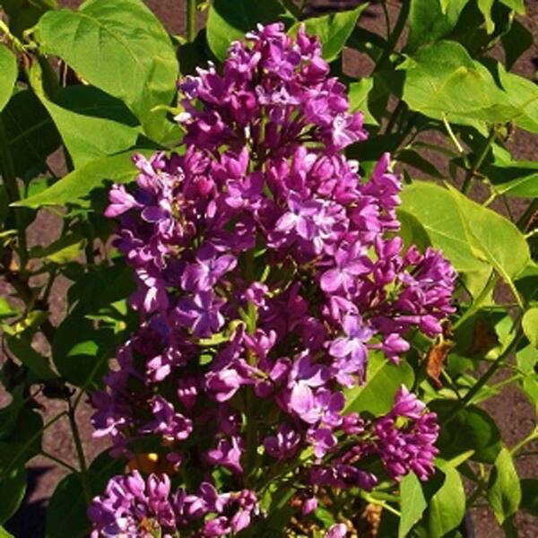 OnlinePlantCenter 3 Gal. Purple Fuchsia Congo Common Lilac Shrub