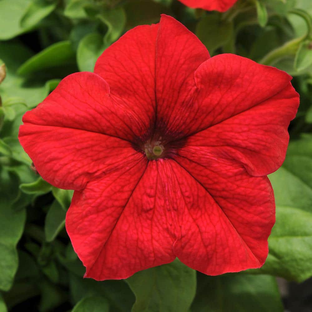 Red Petunia Flowering Plants in Black Pots 4-Pack