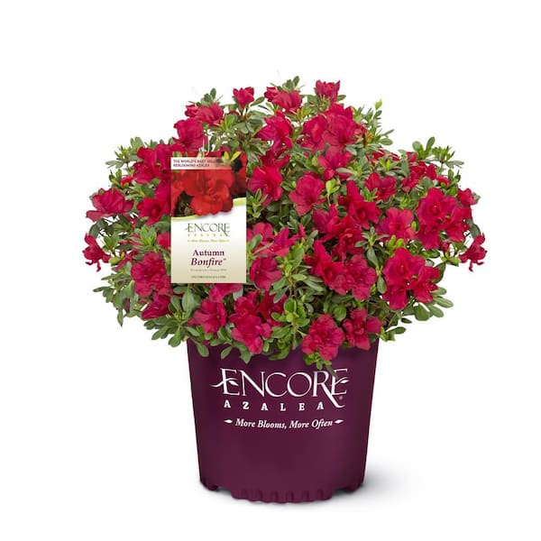 ENCORE AZALEA 5 Gal. Autumn Bonfire Shrub with Stunning True-Red, Semi-Double and Single Blooms and Rich Green Foliage