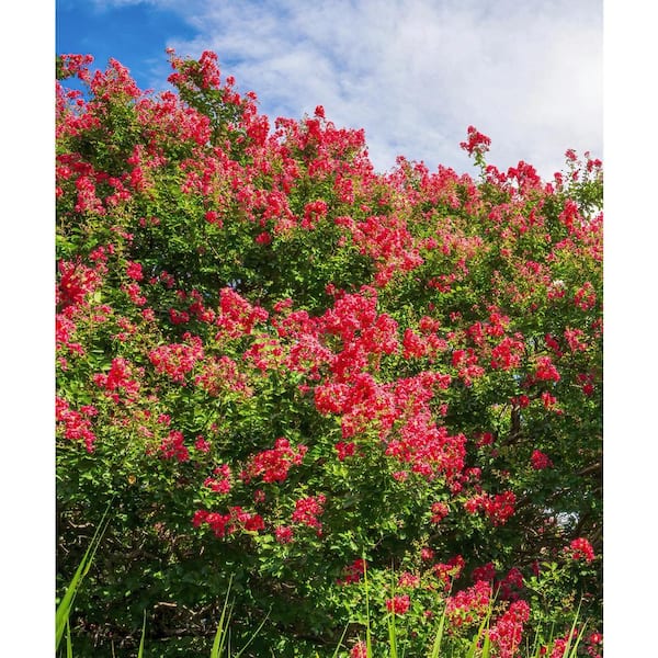 BLOOMABLES 3 Gal. Bloomables Bellini Strawberry Crape Myrtle Shrub with Red Flowers