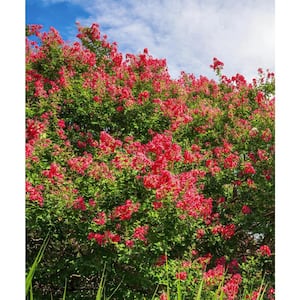 3 Gal. Bloomables Bellini Strawberry Crape Myrtle Shrub with Red Flowers