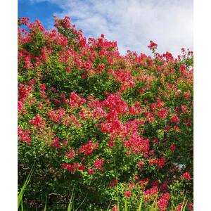 3 Gal. Crepe Myrtle Bellini Strawberry Shrub with Red Flowers