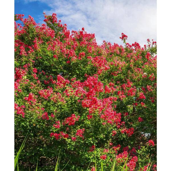 national PLANT NETWORK 3 Gal. Crepe Myrtle Bellini Strawberry Shrub