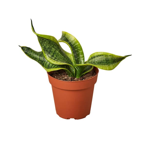 PPC INTERNATIONAL LLC Snake Plant Twist (Sansevieria trifasciata) Plant in 4 in. Grower Pot