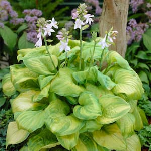 Hosta Guacamole Bulbs (3-Pack)