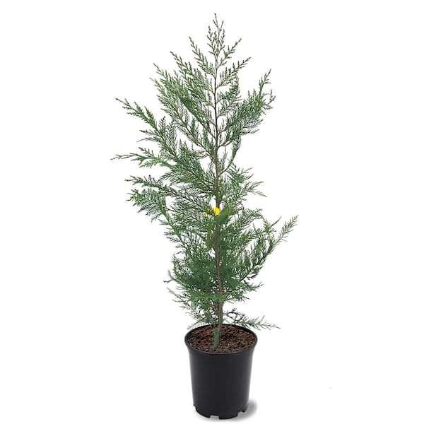 1 Gal. Leyland Cypress Evergreen Tree