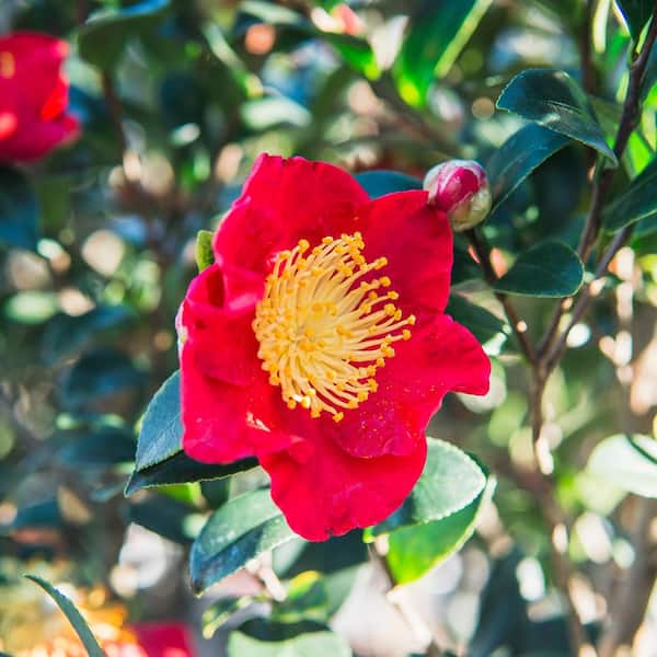 Perfect Plants 3 Gal. Yuletide Camellia Flowering Shrub