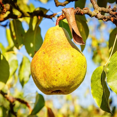 1 Gal. Orient Pear Tree