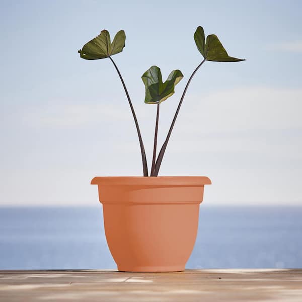 https://images.thdstatic.com/productImages/bdef78e1-9952-4791-ba25-9252f40323b8/svn/muted-terra-cotta-bloem-plant-pots-ap1047-40_600.jpg