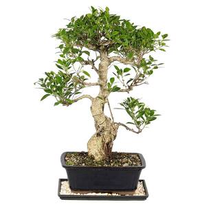 steudneri dracaena Dracaena Steudneri Sol C/B 5ppp(12 Inch)  Westbrae Nursery