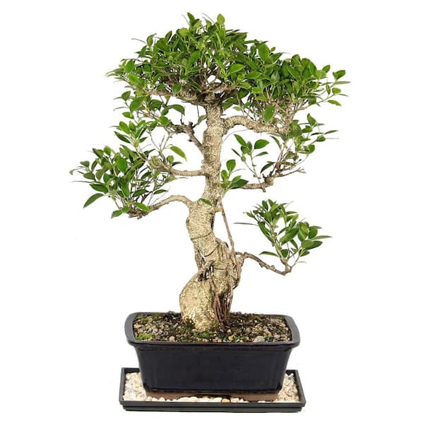 Golden Gate Ficus Bonsai Tree Indoor Plant in Ceramic Bonsai Pot Container, 10 Years Old, 16 to 20 in.