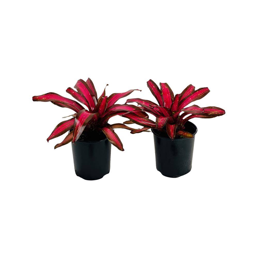2.5 Qt. Bromeliad Neoregelia Plant Pimiento in 6.33 In. Grower's Pot (2-Plants) price history on PriceWatchPro
