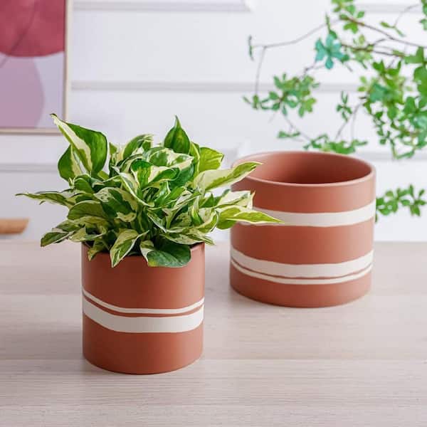 aglaonema Aglaonema 'Peacock'