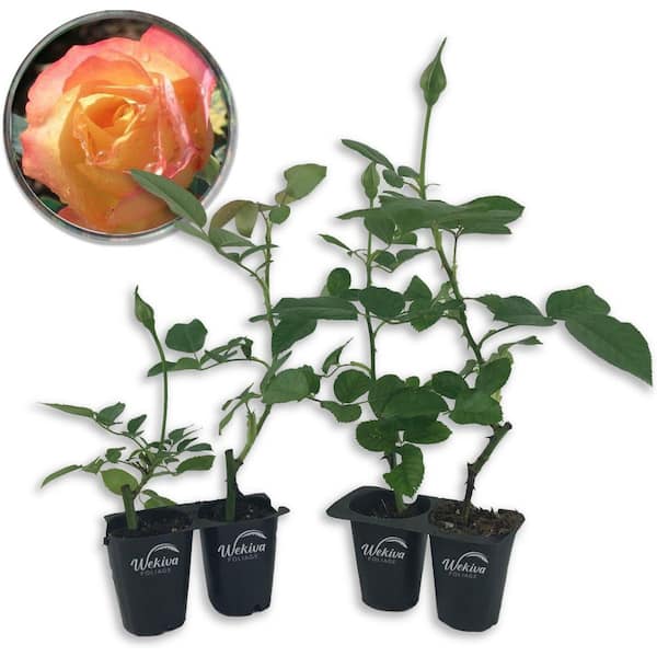 Wekiva Foliage About Face Rose Bush- 4-Live Starter Plants in 2 in. Pots-Beautifully Fragrant Heirloom Rose from Florida