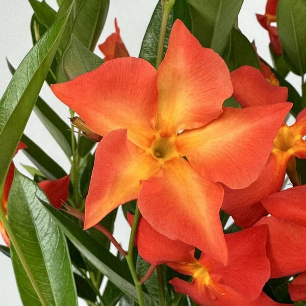 national PLANT NETWORK 4 in. Mandevilla FiredUp Orange Annual Plant with Orange Flowers (3-Pack)