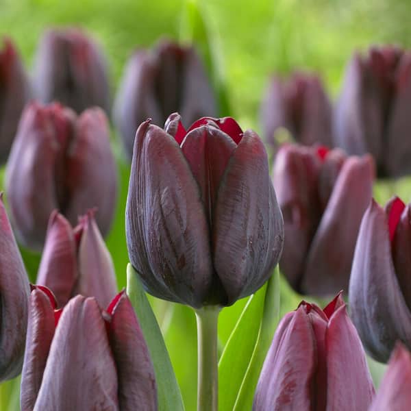 Garden State Bulb 12/Plus cm, Ronaldo Tulip Triumph Bulbs, Fall Planting (Bag of 30)