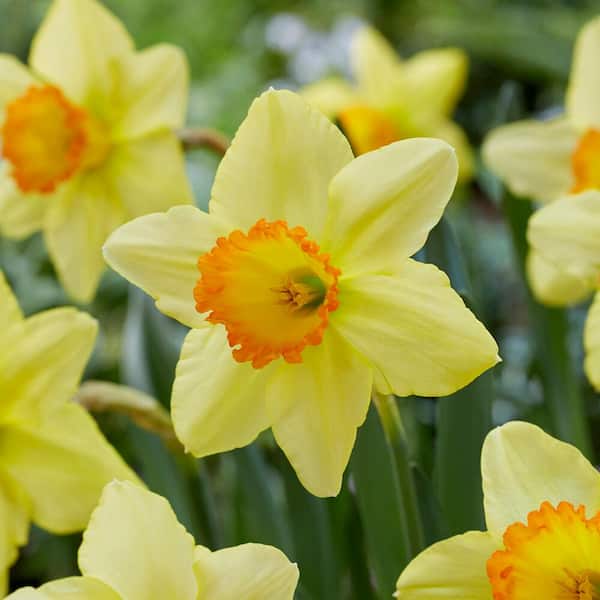Garden State Bulb 16/18cm, Red Ranger Large Cupped Daffodil Flower Bulbs (Bag of 25)