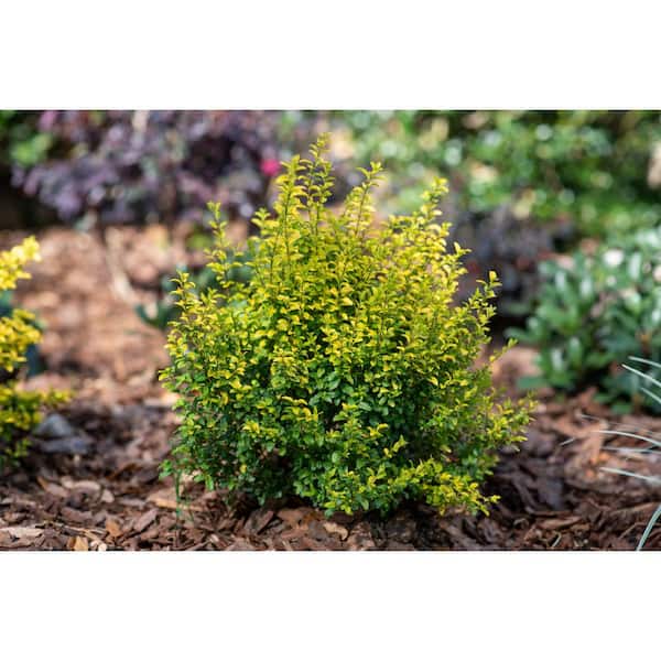 3 Gal. Sunshine Ligustrum Golden Privet Live Shrub with Golden-Yellow Foliage (1-Pack)