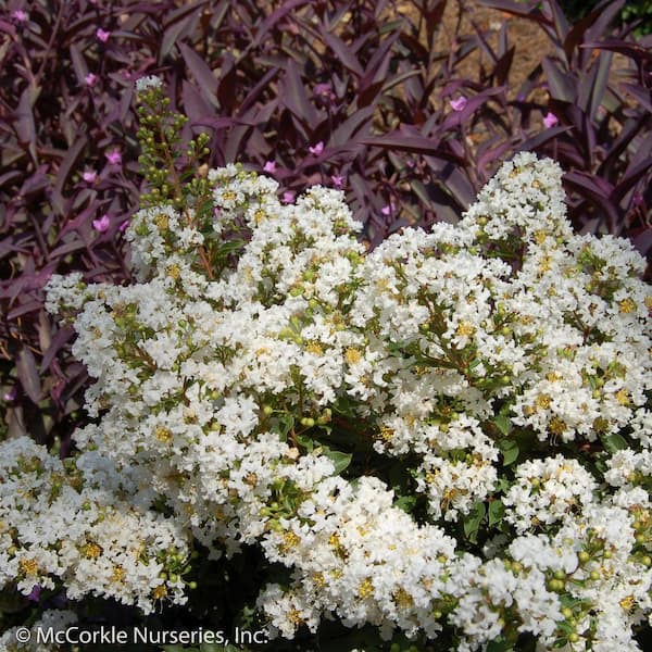 2 Gal. Diamond Dazzle Crape Myrtle Dwarf Live Shrub (Lagerstroemia) with Clear White Flowers, Decidous
