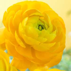 Butter Cups Ranunculus Double Yellow Bulbs (Set of 25)