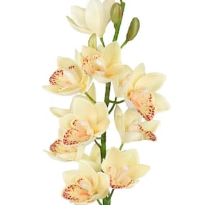 30 in. Ivory Peach Artificial Cymbidium Orchid Flower Stem Tropical Spray (Set of 3)