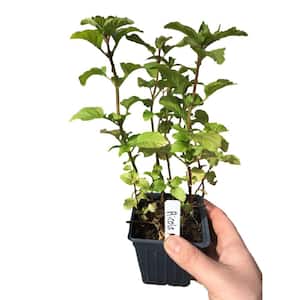 4 in. 3-Ricola Mint Perennial Plants in 3 Separate Containers